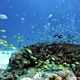 【慶良間諸島】渡嘉敷シーフレンド