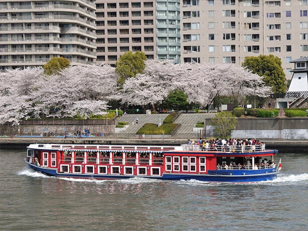 水上バス　桜