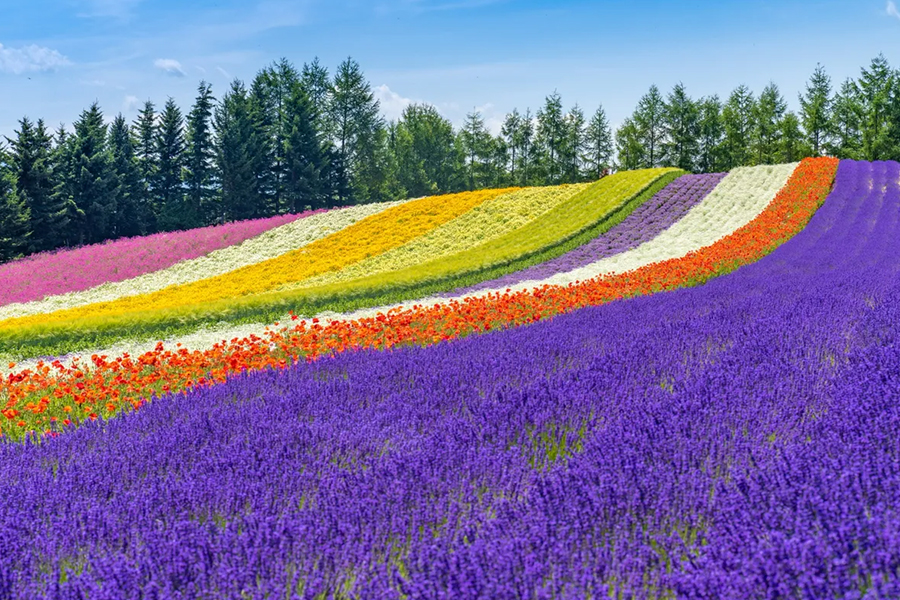 北海道イメージ