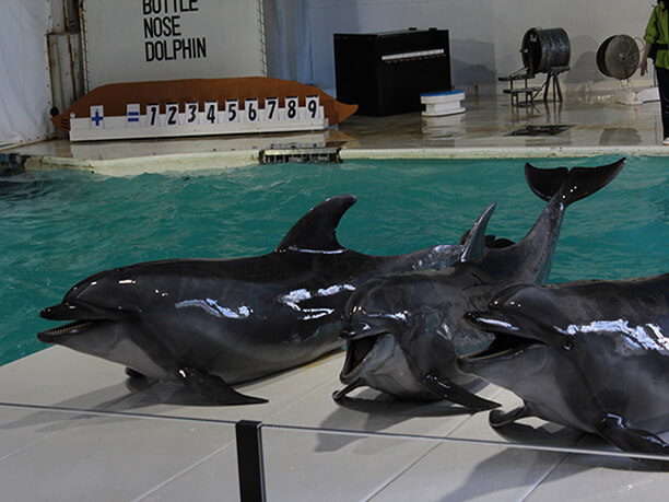 海獣ショーのフルコース！おたる水族館で感動を味わう | JTRIP Smart Magazine 北海道