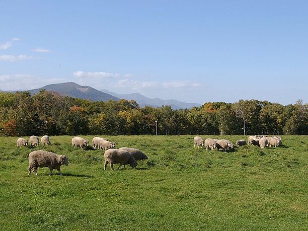 放牧されている羊
