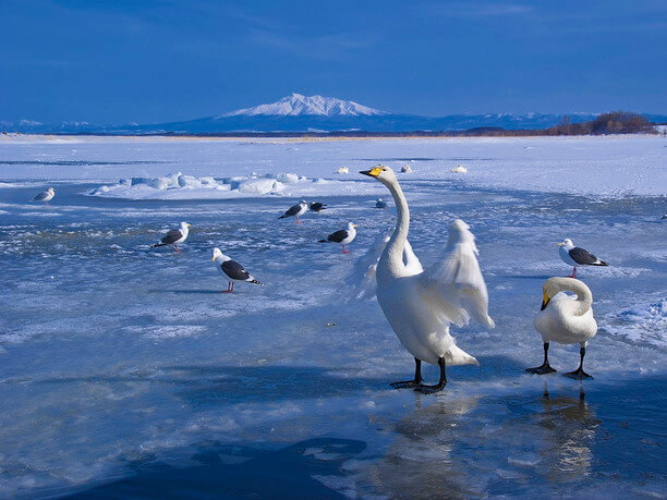 水鳥と流氷