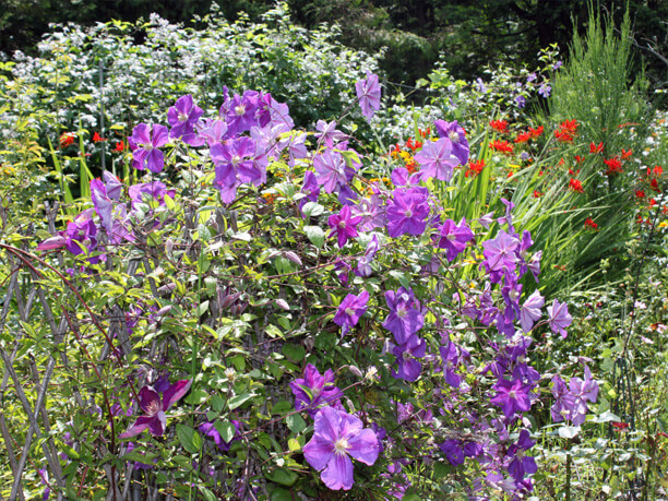 大きな紫の花
