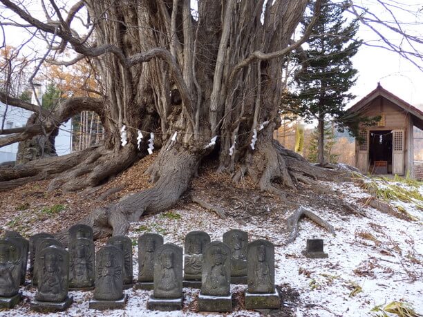 樹齢700年以上のカツラの巨木